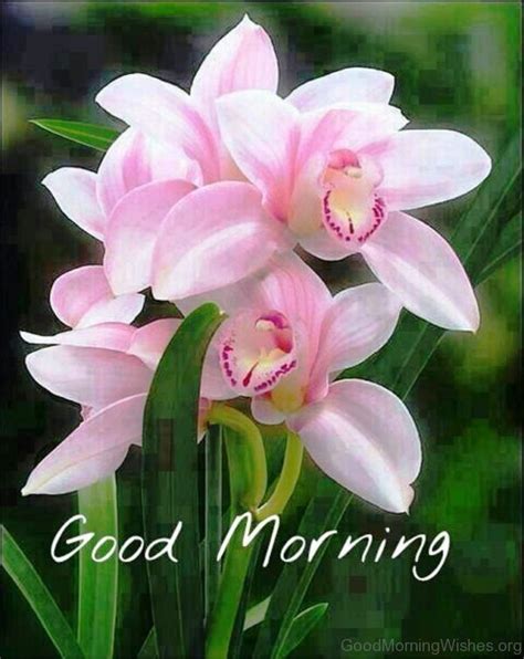 good morning orchid|Good Morning Flowers with Messages Free Download